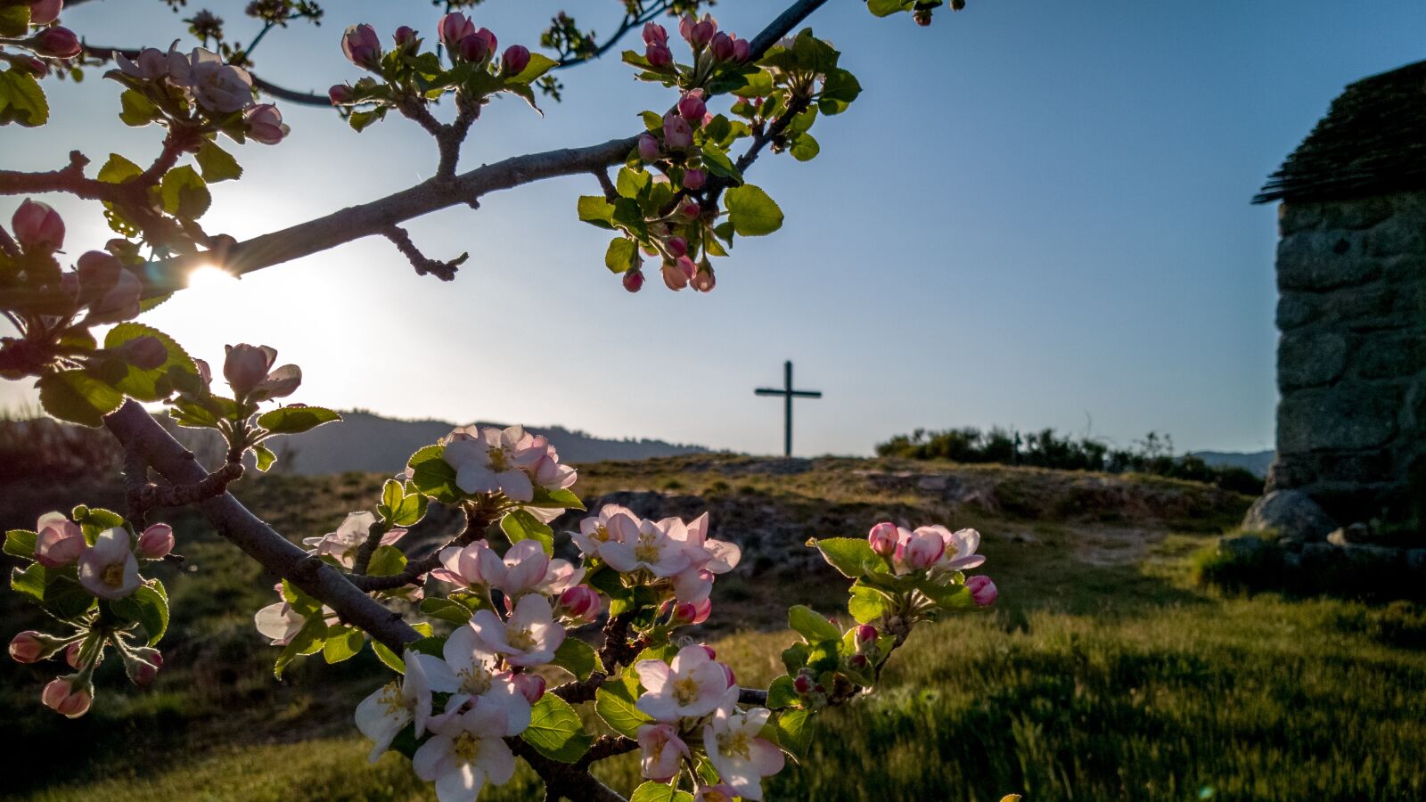 HUAWEI Mate 10 Pro sample photo. Villefort, occitanie, fleurs photography