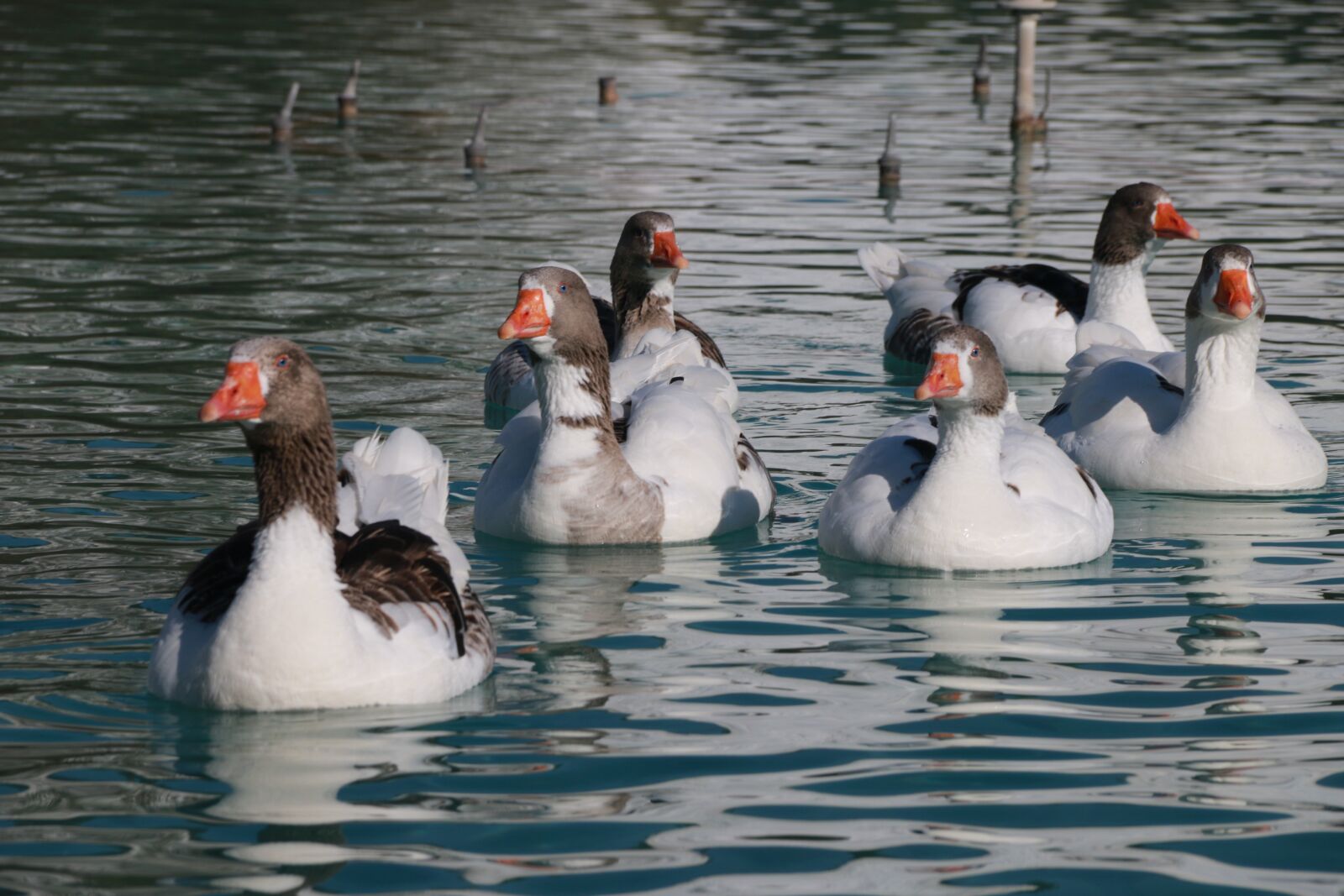 Canon EF-S 18-135mm F3.5-5.6 IS sample photo. Duck, marine, bird photography