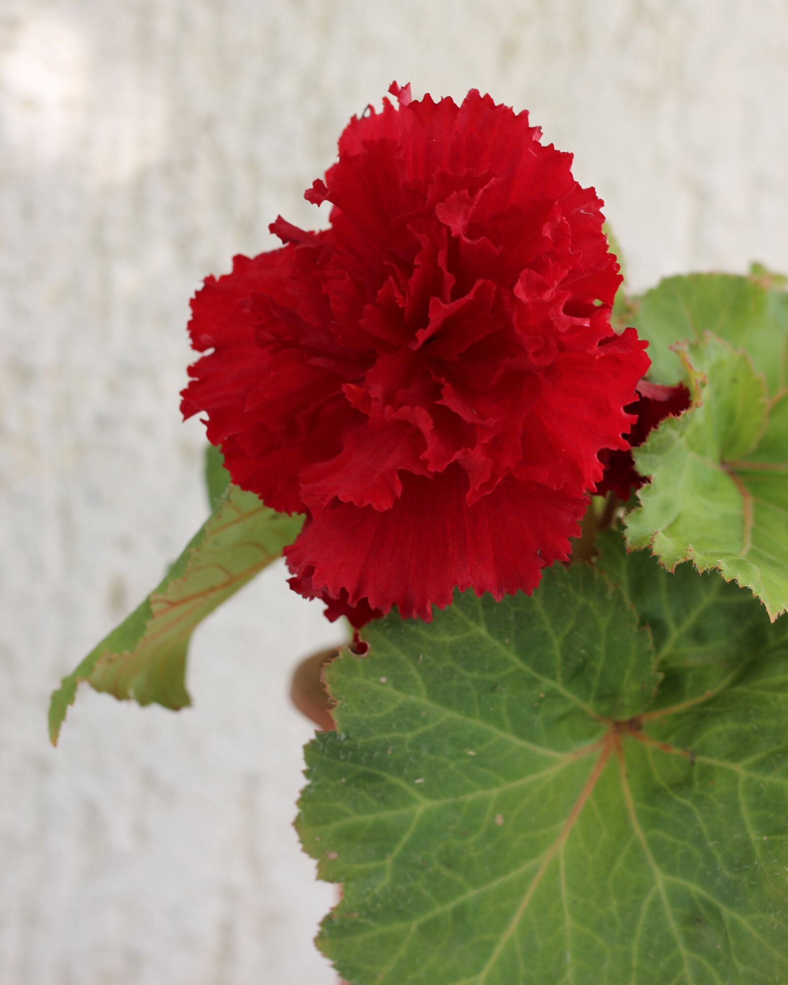 Canon EOS 700D (EOS Rebel T5i / EOS Kiss X7i) sample photo. Red flower, flowers, floral photography