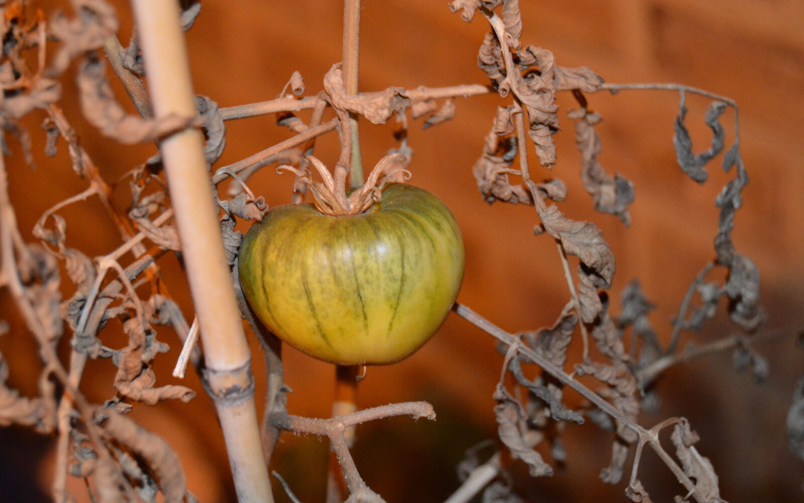 Nikon D3200 sample photo
