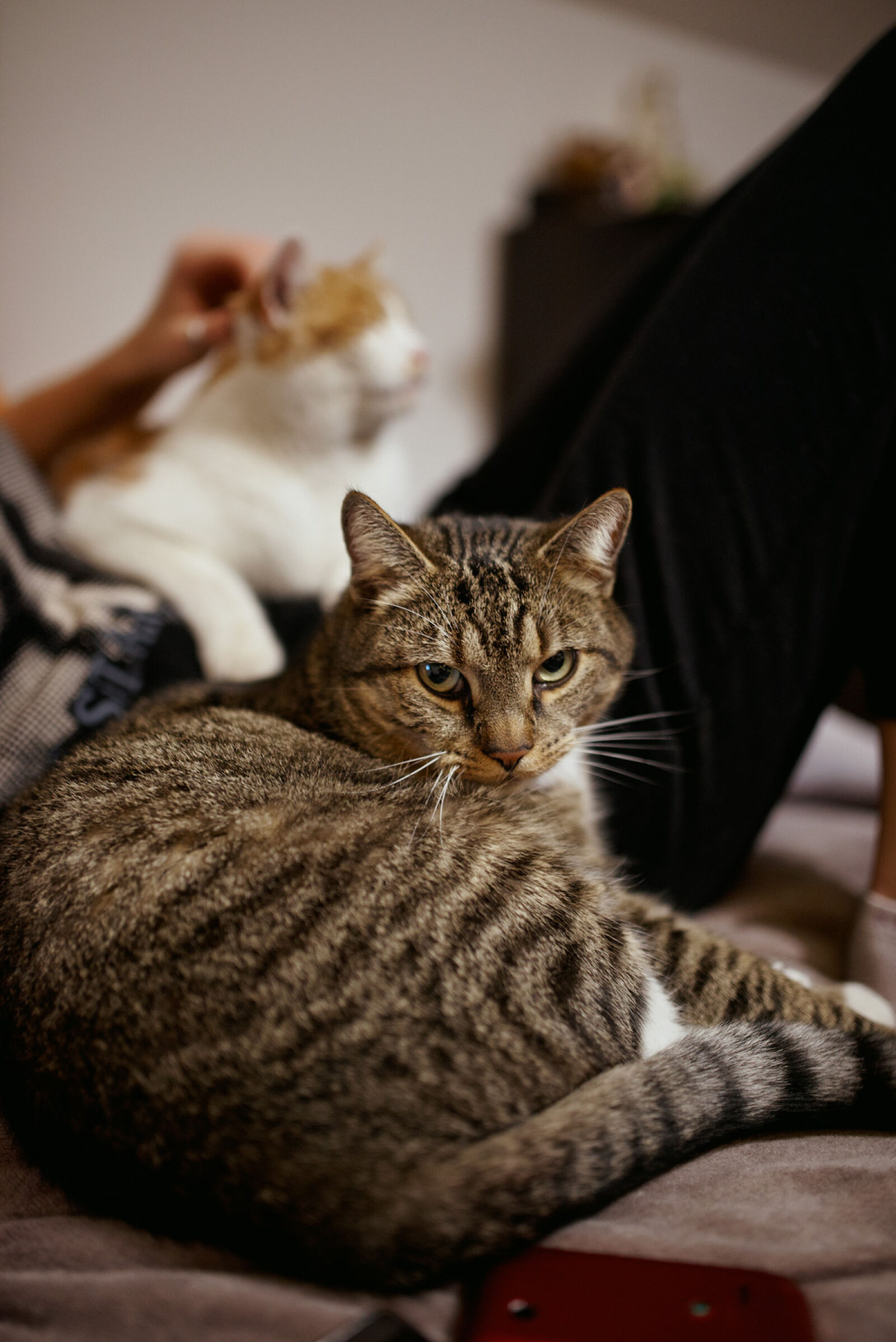 Nikon D610 sample photo. Black, and, gray, cat photography