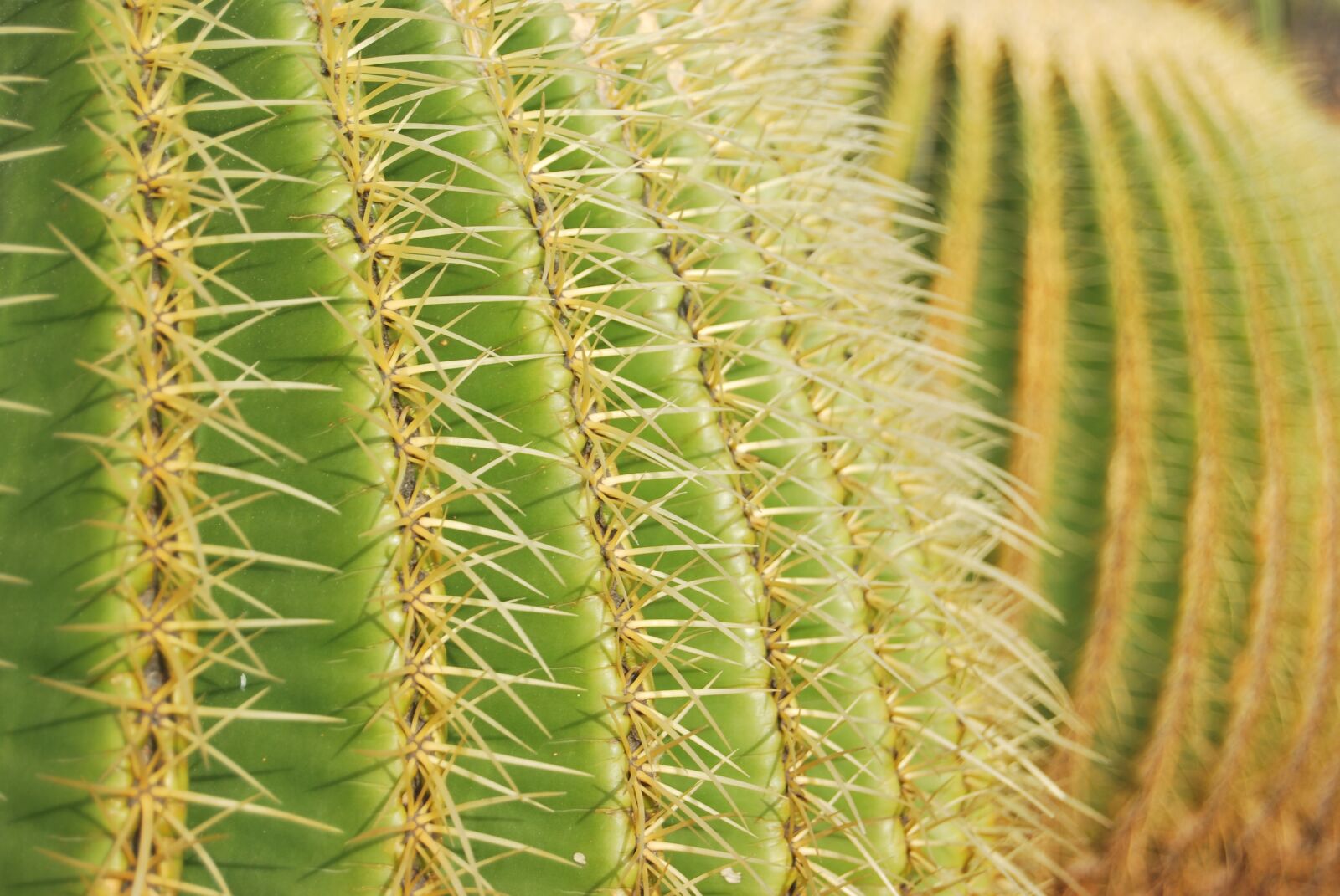 Nikon D60 sample photo. Cactus, green, skewers photography