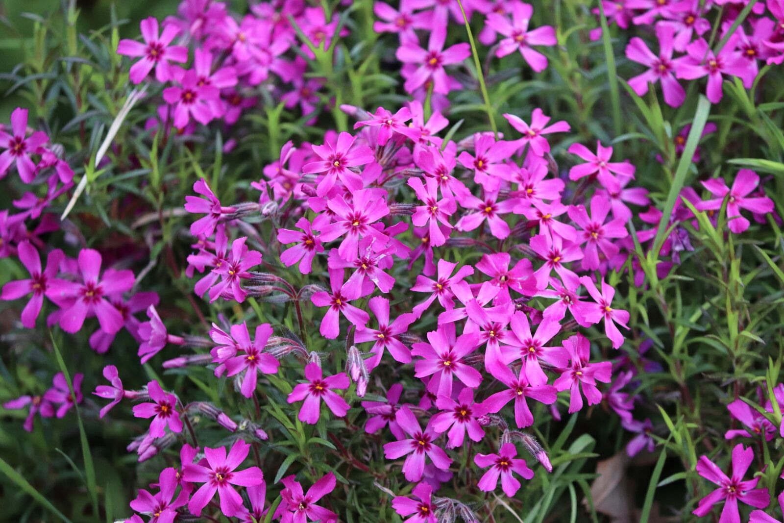 Canon EOS 200D (EOS Rebel SL2 / EOS Kiss X9) sample photo. Phlox, cushion phlox, flame photography