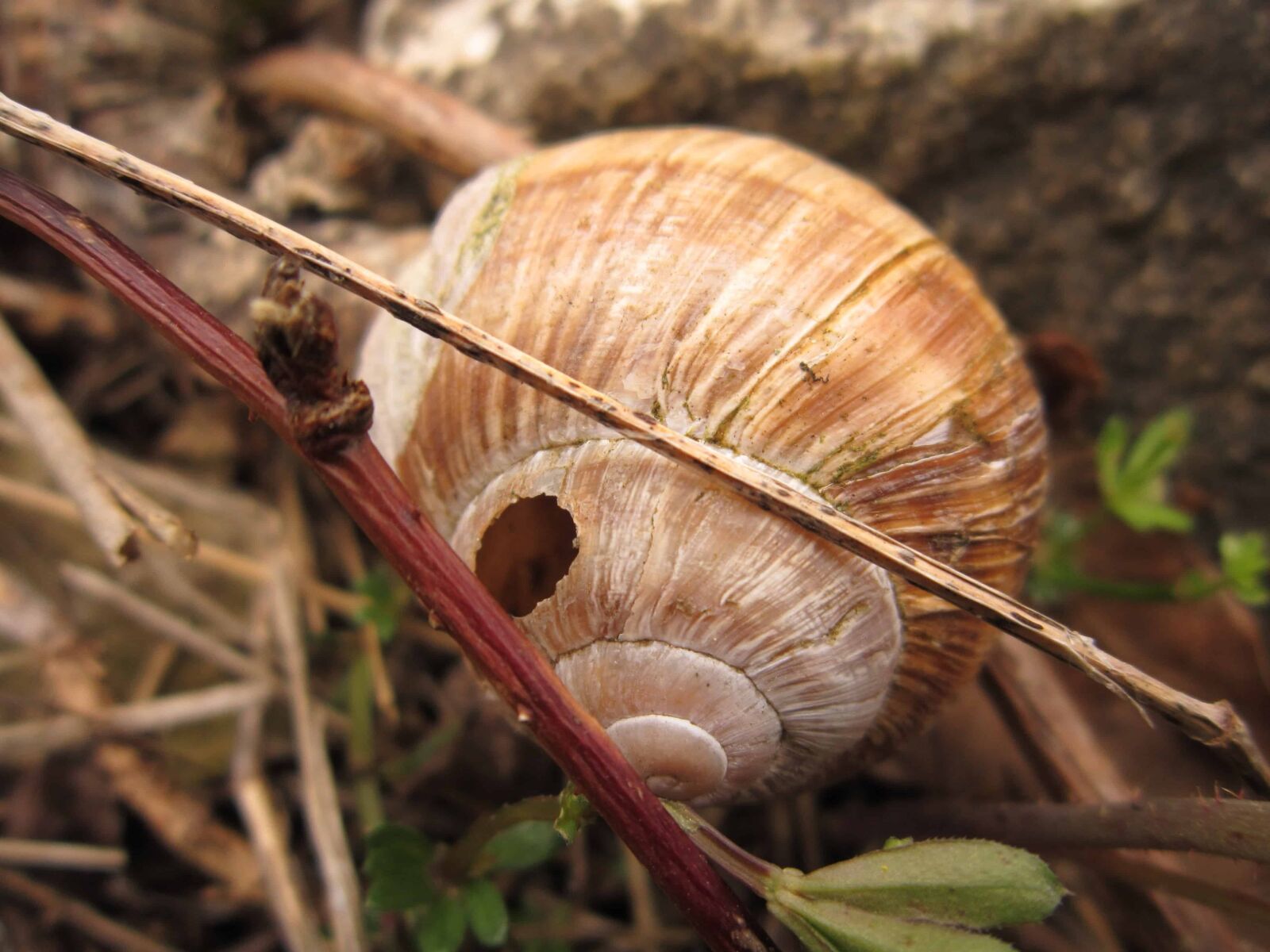 Canon PowerShot A3200 IS sample photo. Nature, food, gastropod, snail photography