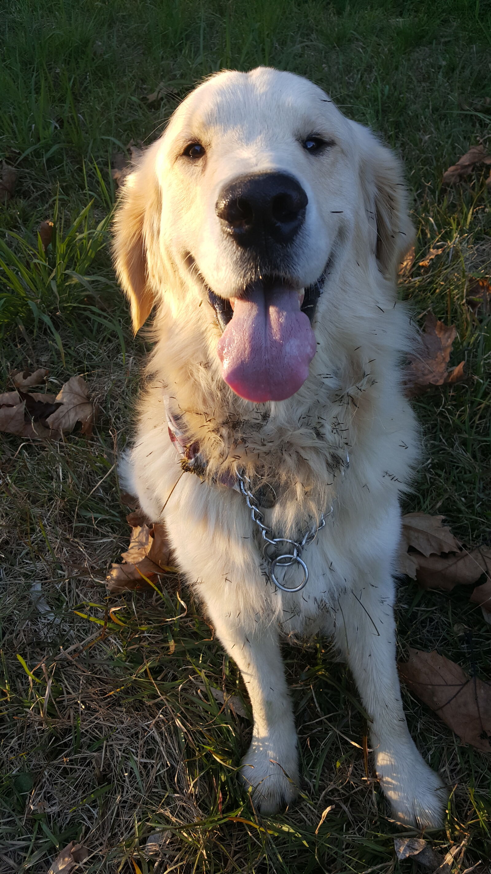 Samsung GALAXY S6 edge sample photo. Dog, golden, retriever photography