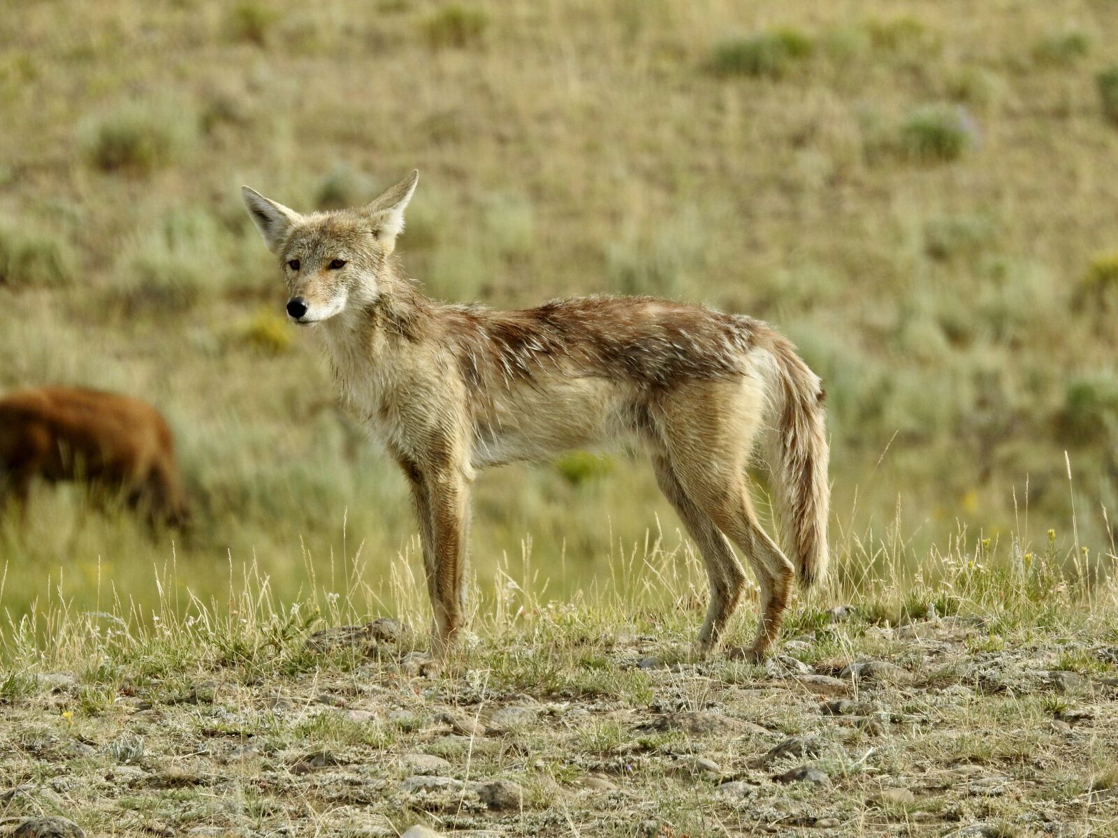 Nikon Coolpix P900 sample photo. Coyotes, coyote, nature photography