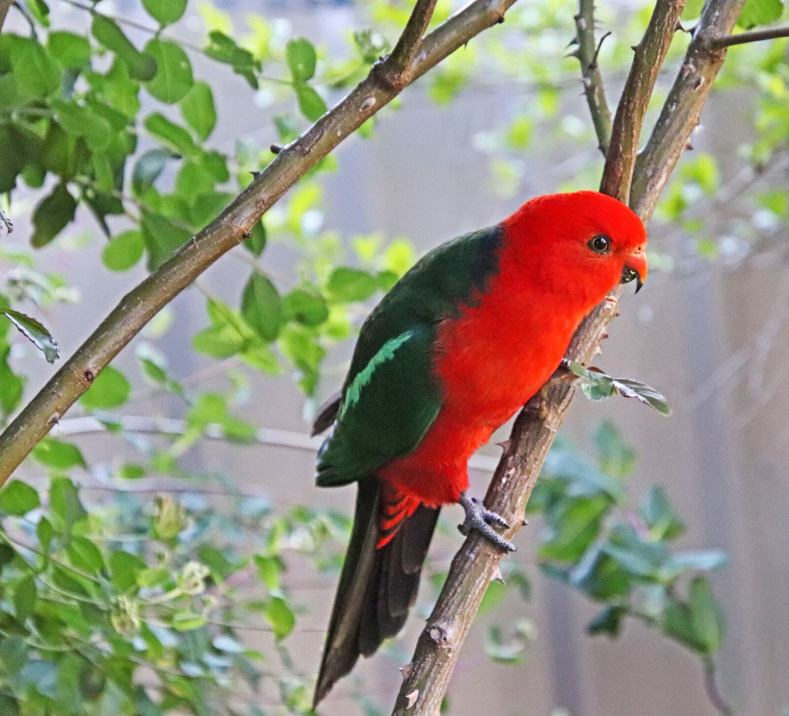 Canon EOS 800D (EOS Rebel T7i / EOS Kiss X9i) sample photo. Bird, parrot, king parrot photography