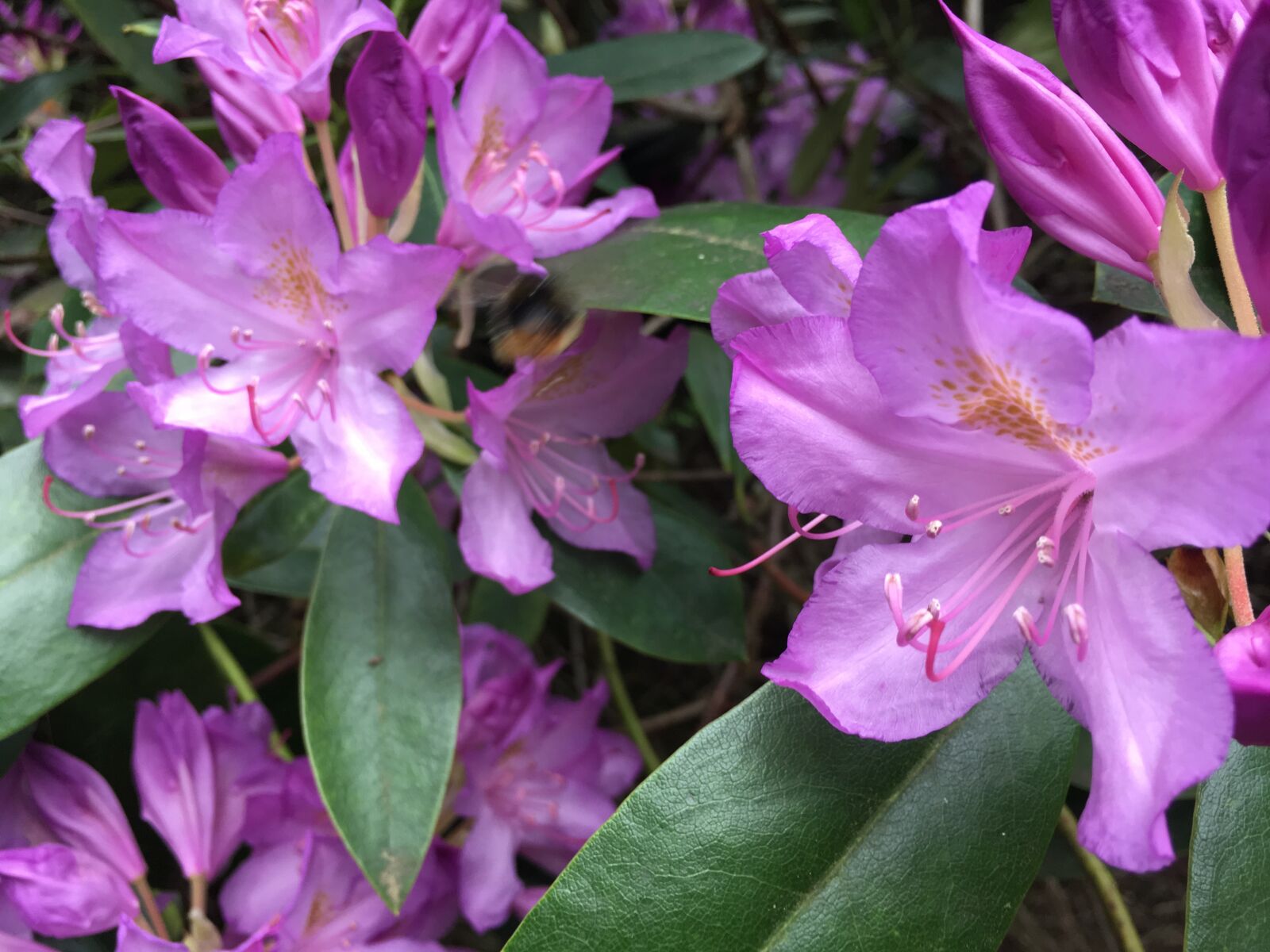iPhone SE back camera 4.15mm f/2.2 sample photo. Woodland, spring, rhododendron photography