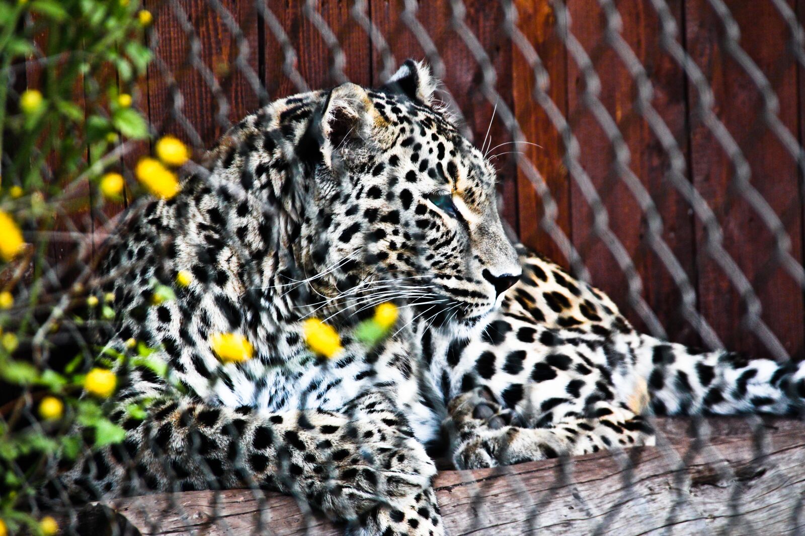 Canon EOS 600D (Rebel EOS T3i / EOS Kiss X5) sample photo. Leopard, predator, cat photography