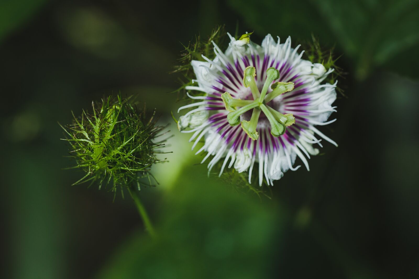 Canon EF 100mm F2.8L Macro IS USM sample photo. Flower, garden, green photography