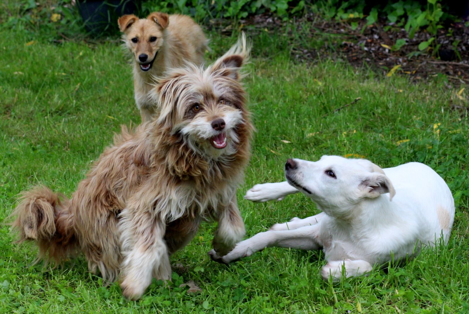 Canon EF 85mm F1.8 USM sample photo. Dogs, play, animals photography