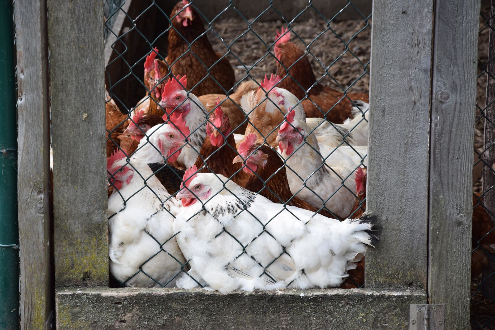 Nikon D5300 sample photo. Chickens, chicken coop, grid photography