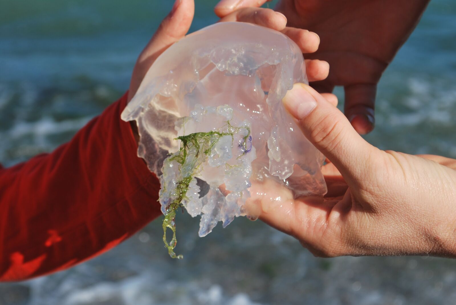 Nikon D60 sample photo. Jellyfish, small, transparent photography