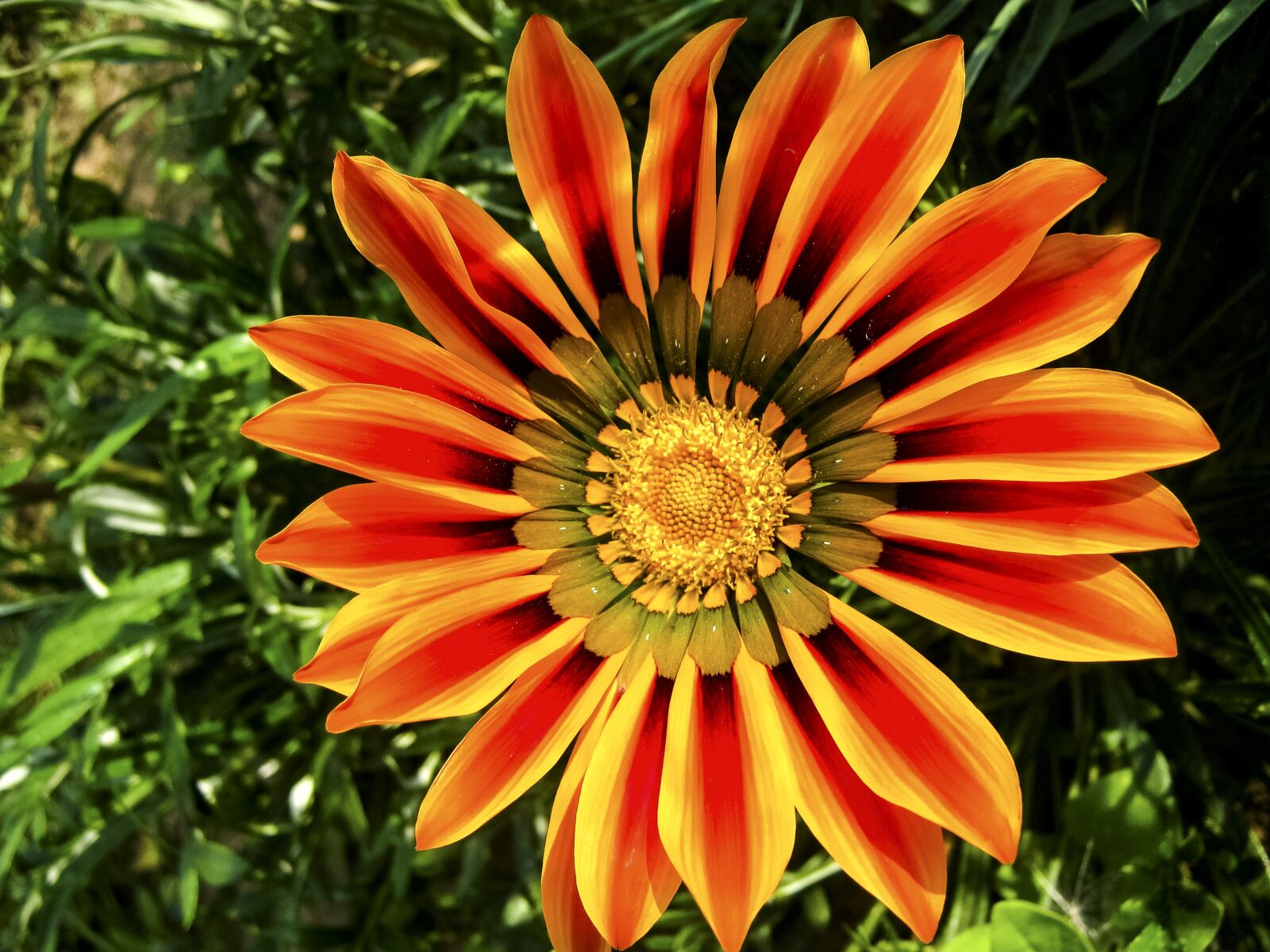 Canon PowerShot A480 sample photo. A gazania, flower, orange photography