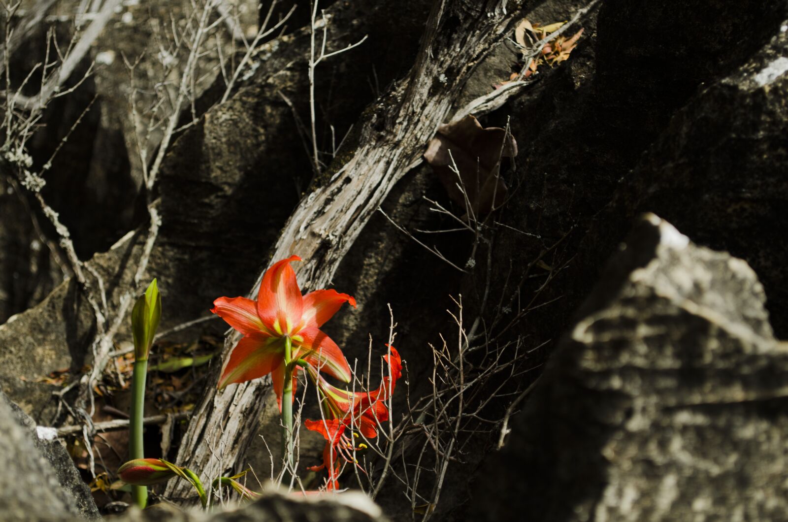 Nikon D5100 sample photo. Flower, serrated, vegetation photography