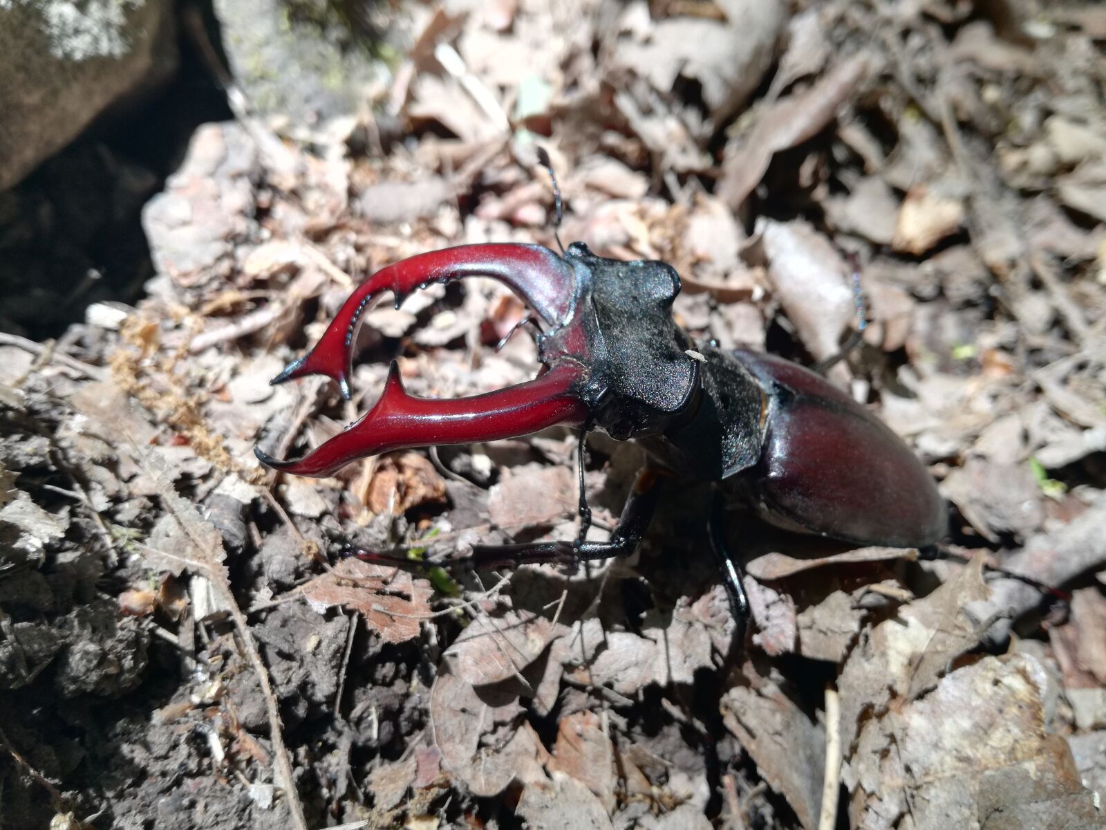 HUAWEI VNS-L31 sample photo. Nature, beetle, animal photography