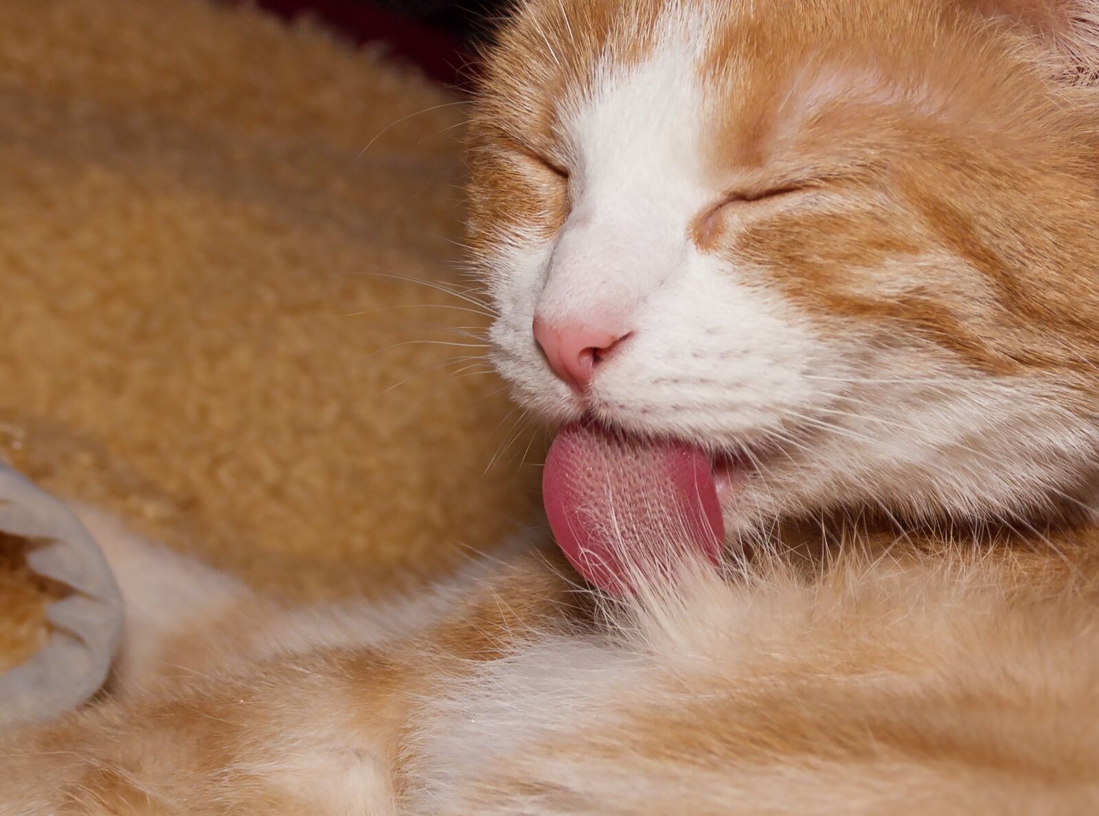 Sony DT 18-200mm F3.5-6.3 sample photo. Cat, fur, tongue photography