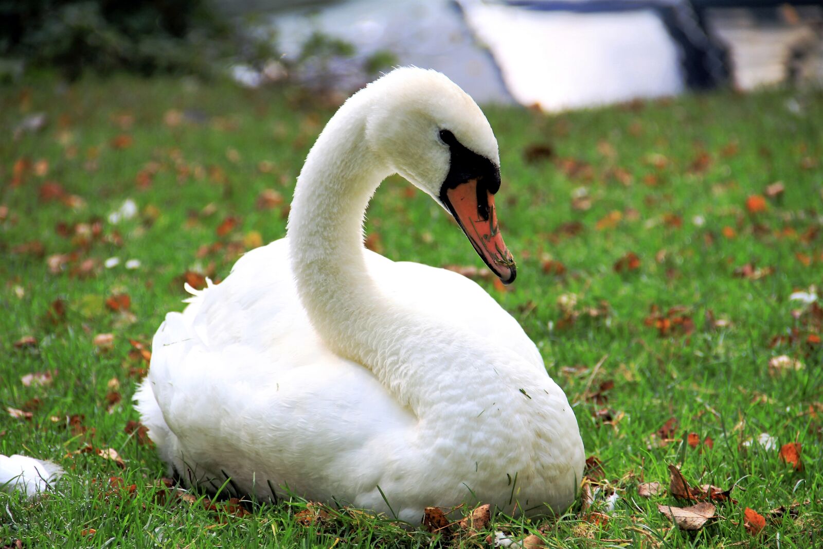 Canon EOS 7D sample photo. Swan, leaves, fall foliage photography