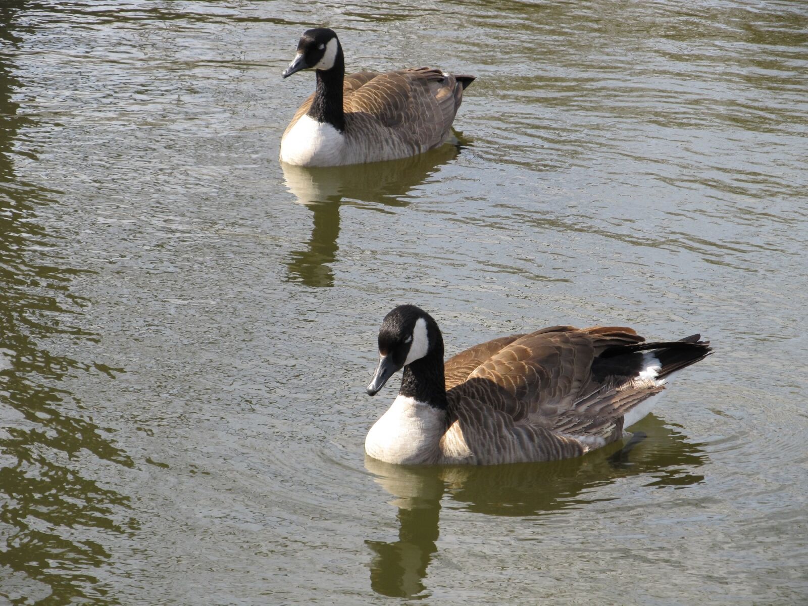 Canon PowerShot SX130 IS sample photo. Geese, canadian, swimming photography