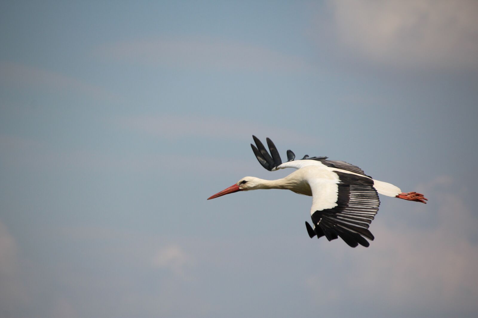 Canon EOS 1200D (EOS Rebel T5 / EOS Kiss X70 / EOS Hi) sample photo. Stork, bird, white stork photography