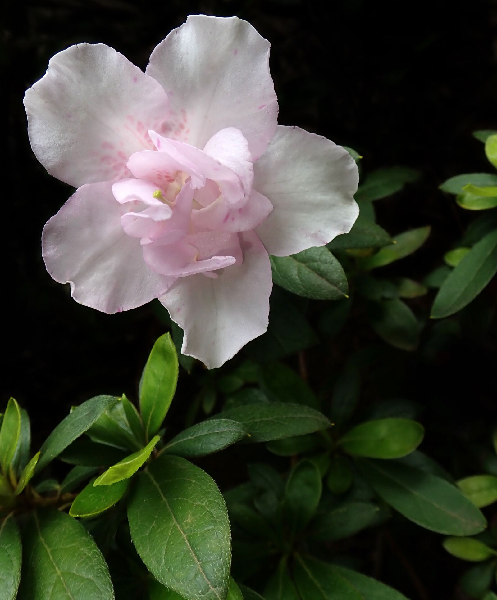 Olympus TG-5 sample photo. Azalea, flower, pale pink photography