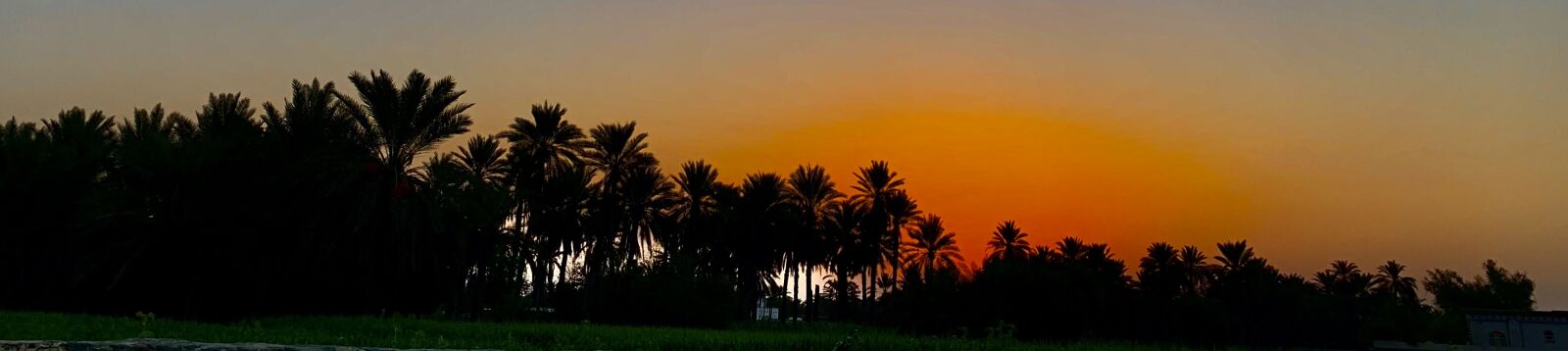 Apple iPhone XR sample photo. Sun set, palm tree photography