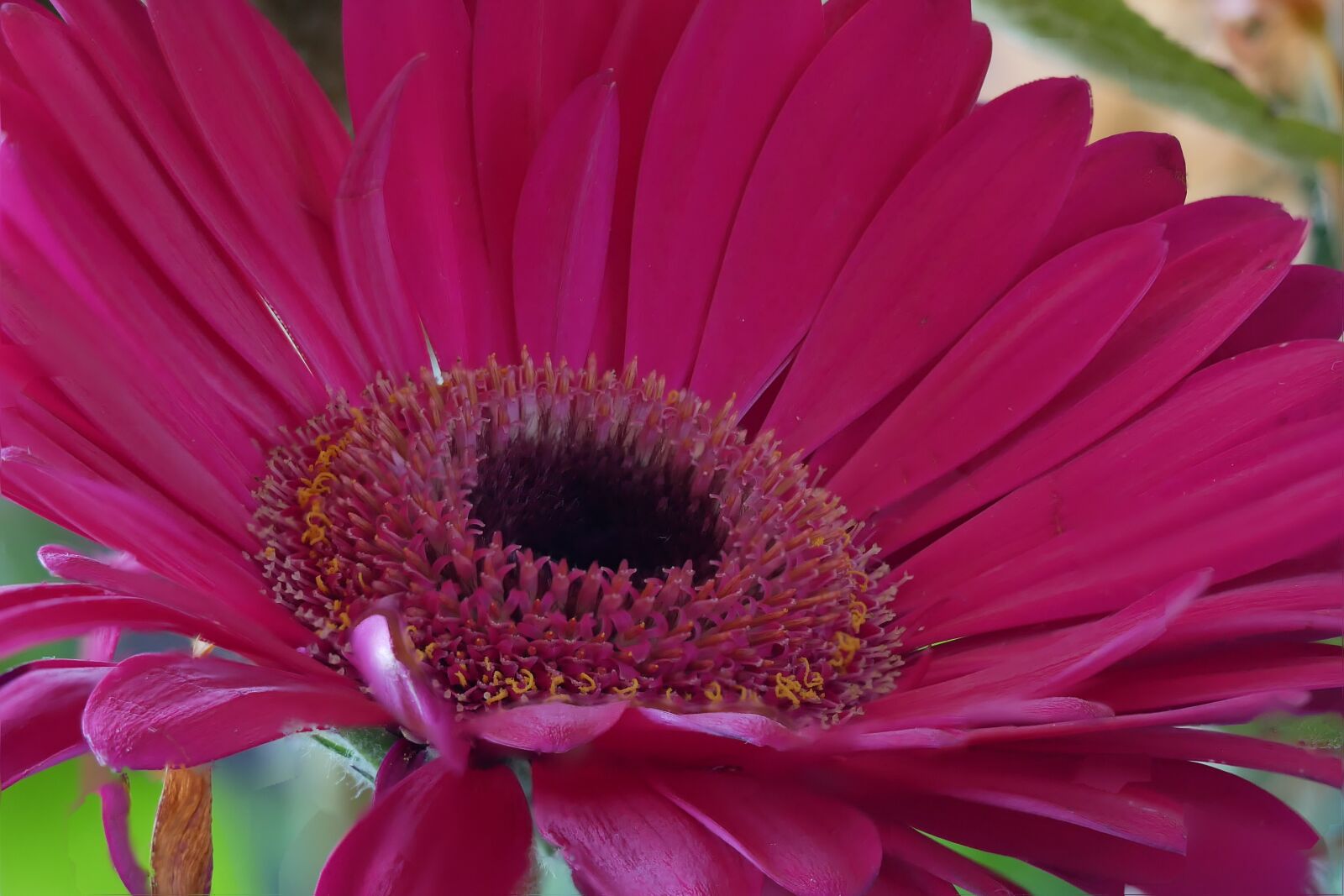 Panasonic Lumix DMC-G85 (Lumix DMC-G80) sample photo. Flower, gerbera, pink photography