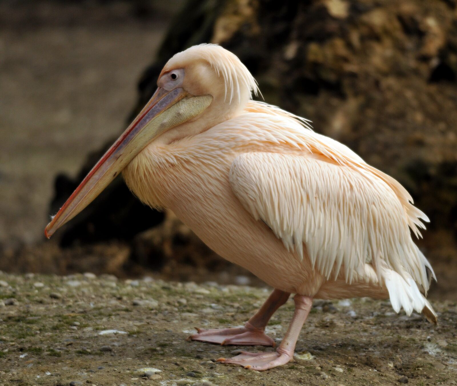Nikon D300 sample photo. Zoo, hellabrunn, munich photography