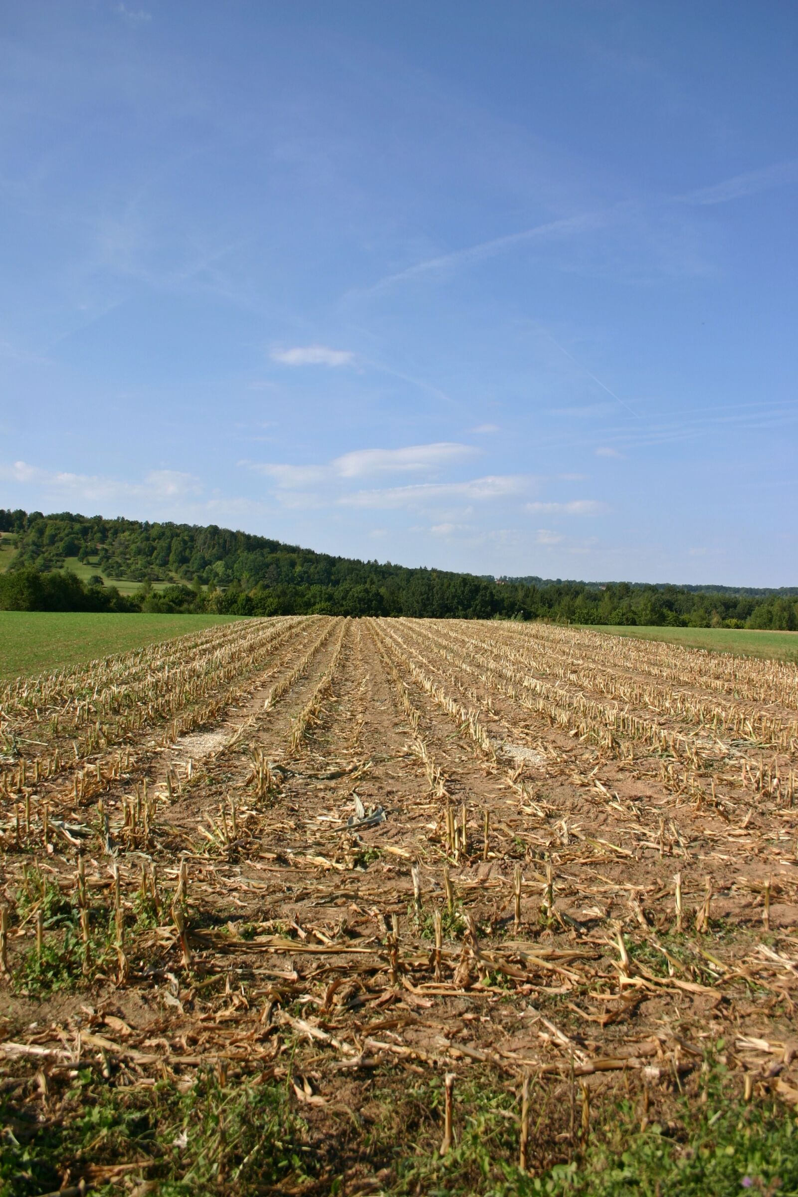 Canon EOS 300D (EOS Digital Rebel / EOS Kiss Digital) sample photo. Corn, cornfield, harvest photography