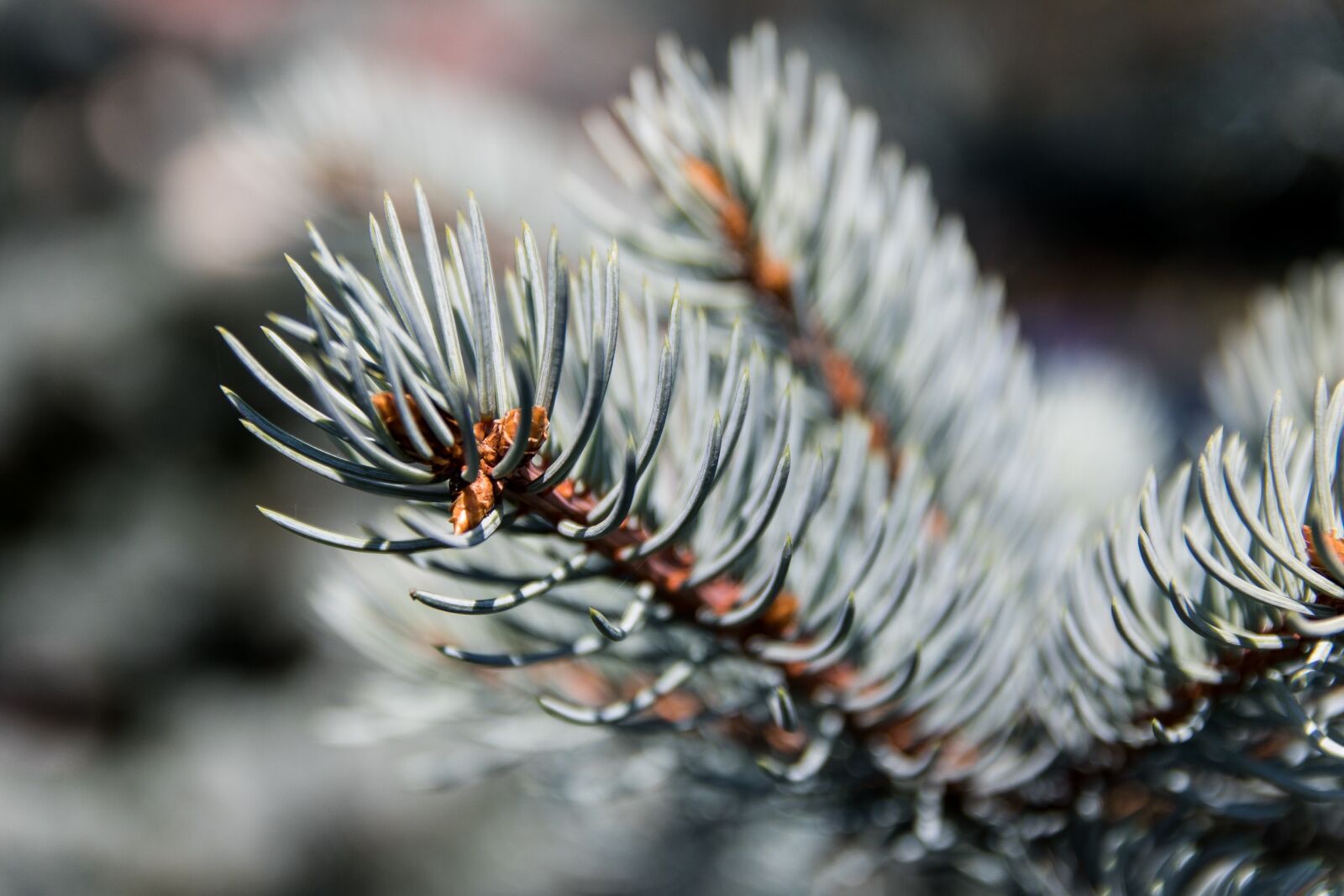Canon EOS 760D (EOS Rebel T6s / EOS 8000D) sample photo. Christmas tree, coniferous, tree photography