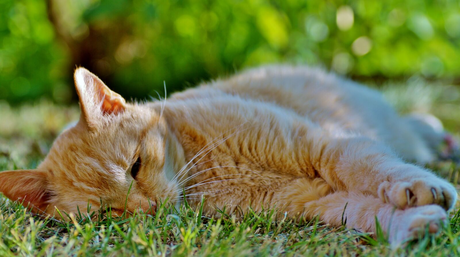 Sony SLT-A58 sample photo. Cat, tomcat, the red-haired photography