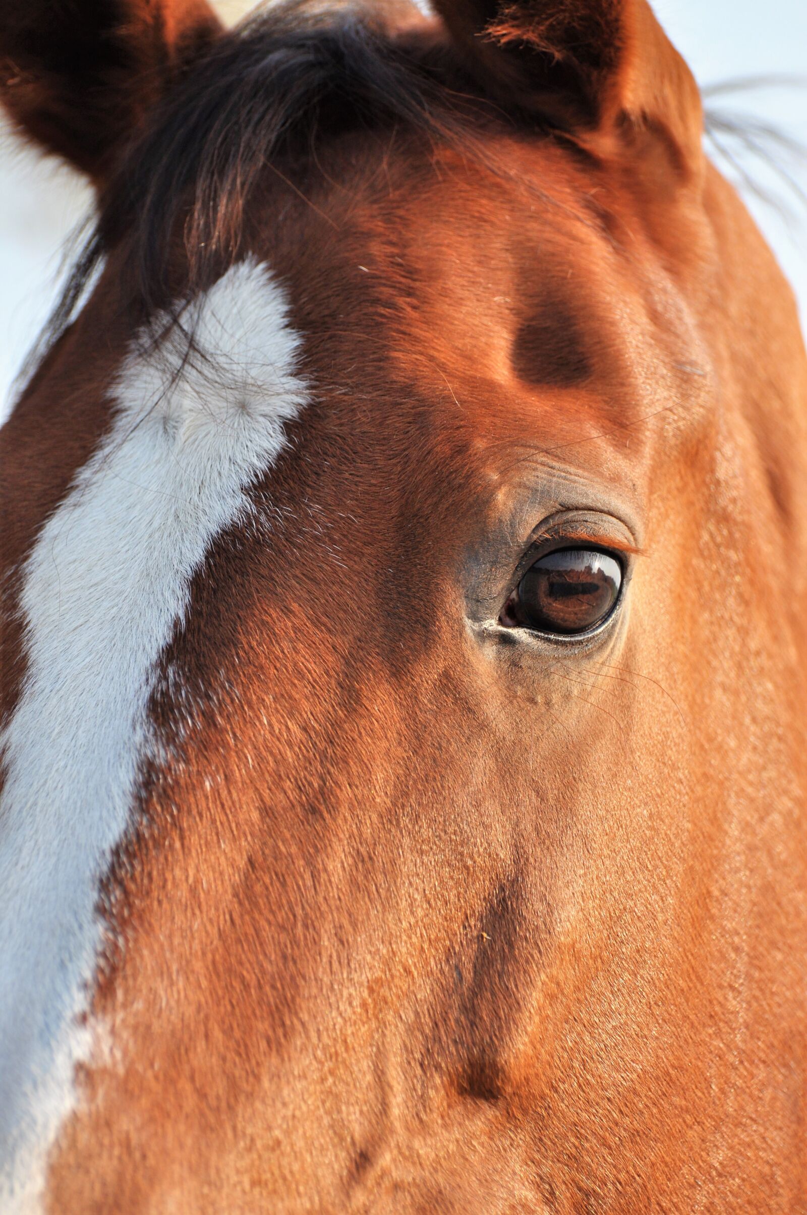 Nikon D5000 sample photo. Horse, horses, watch photography