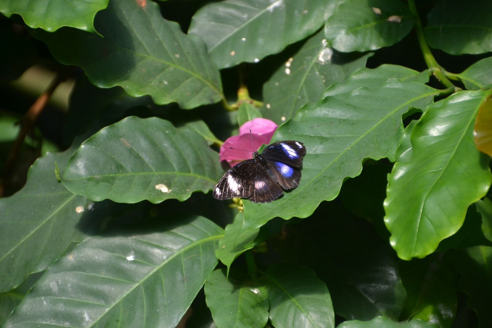 Nikon D3100 sample photo. Butterfly, leaves, leaf photography