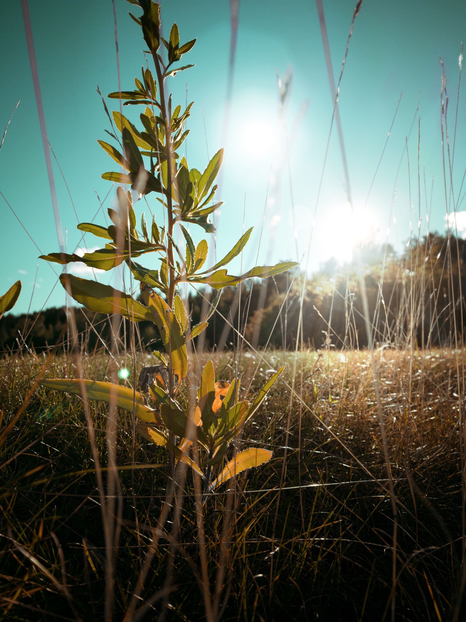 Apple iPhone XR sample photo. Solar, sunset, grass photography