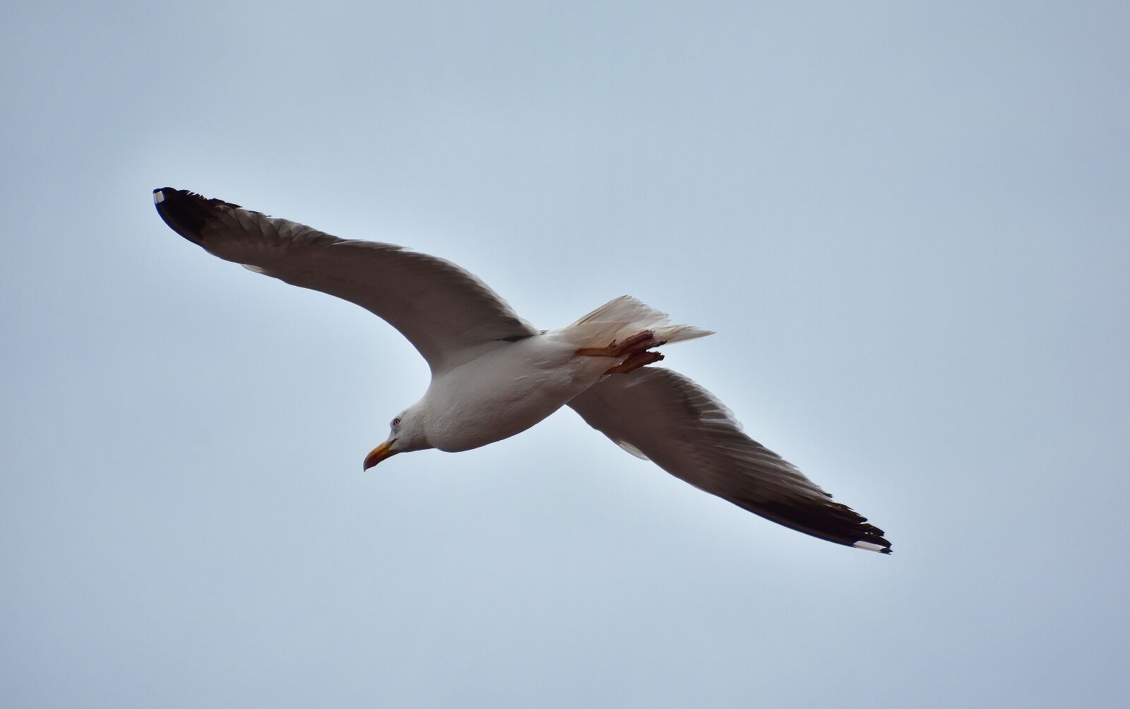 Nikon D7200 sample photo. Seagull, birds, nature photography