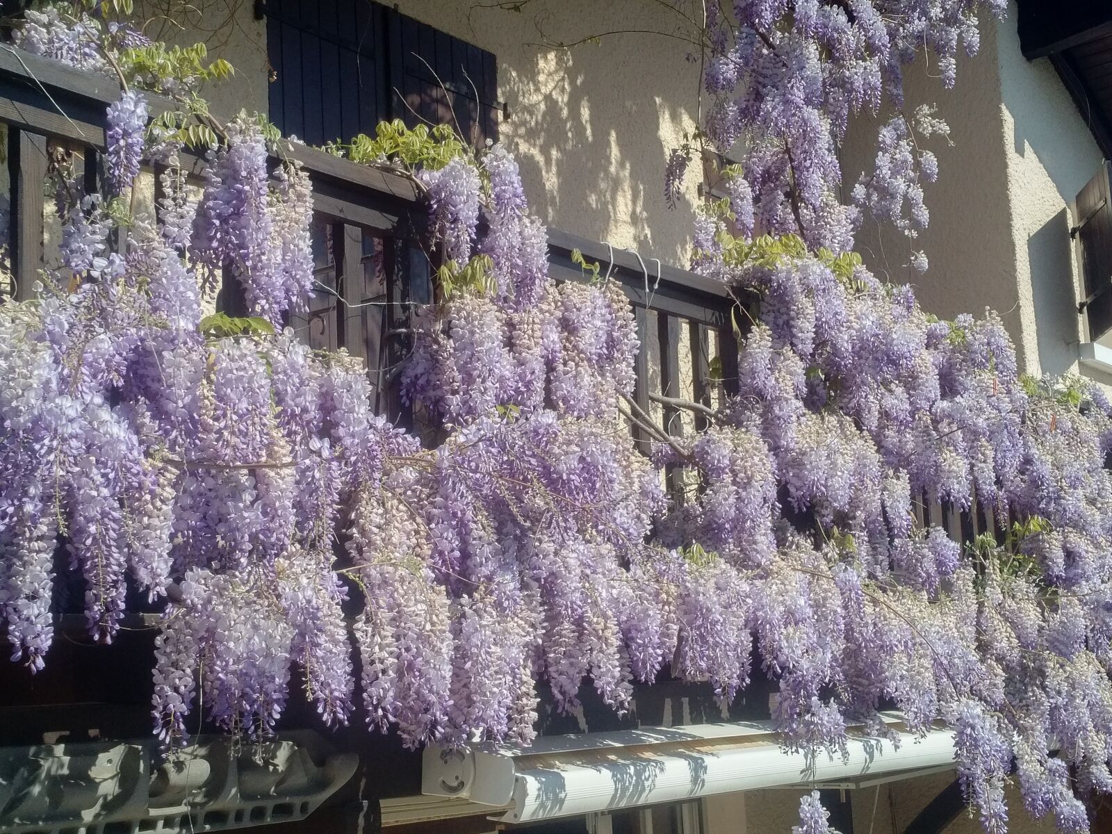 QCOM-AA QCAM-AA sample photo. Wisteria, flowers, garden photography