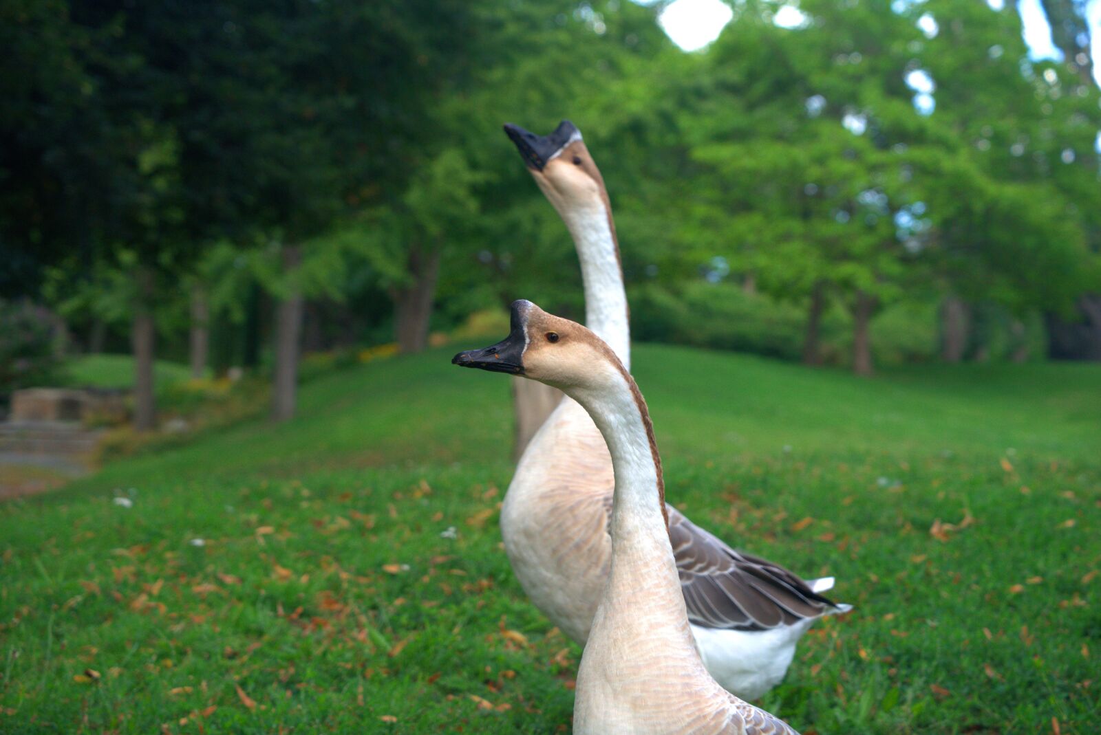 Sony a7 II + Sony Vario Tessar T* FE 24-70mm F4 ZA OSS sample photo. Goose, wild goose, poultry photography