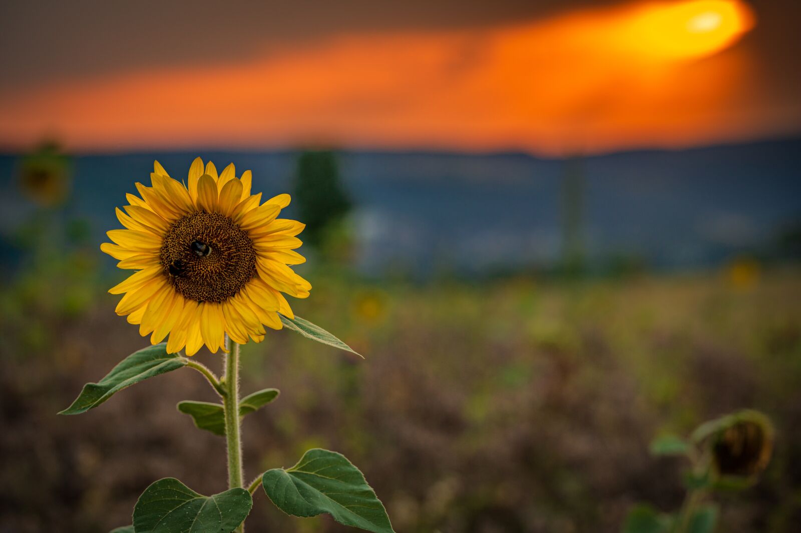 Nikon Z6 sample photo. Field, sunflower, flower photography