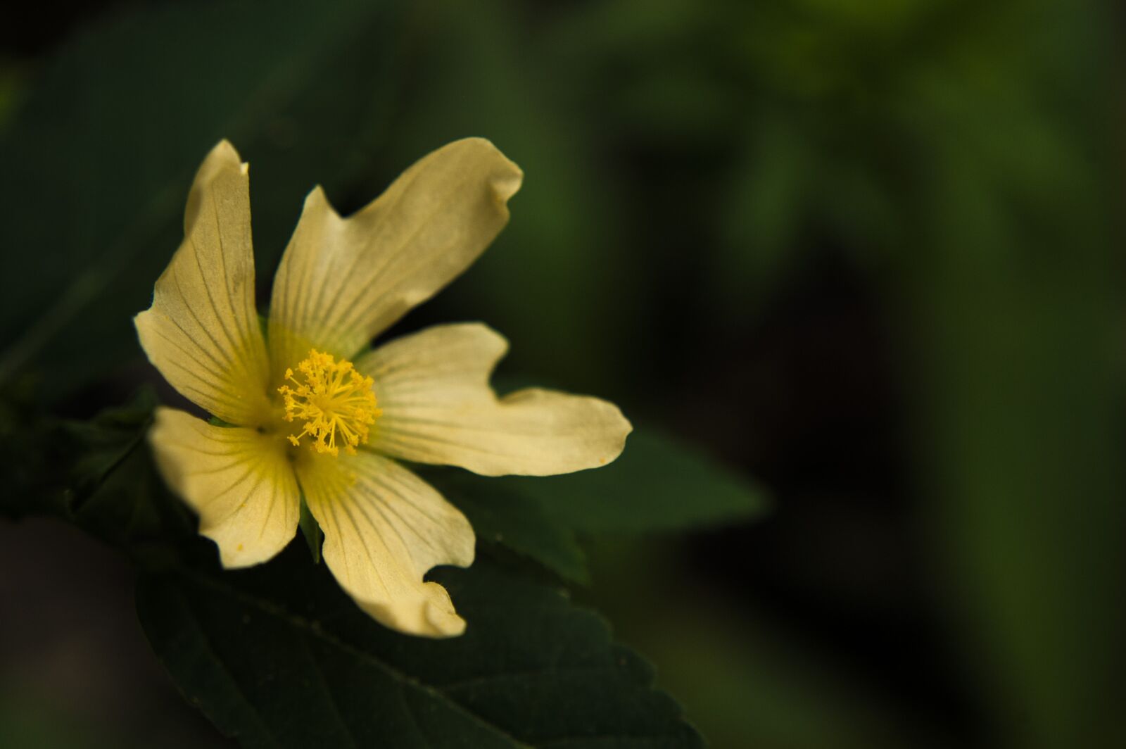Nikon D40 sample photo. Nature, forest, color photography