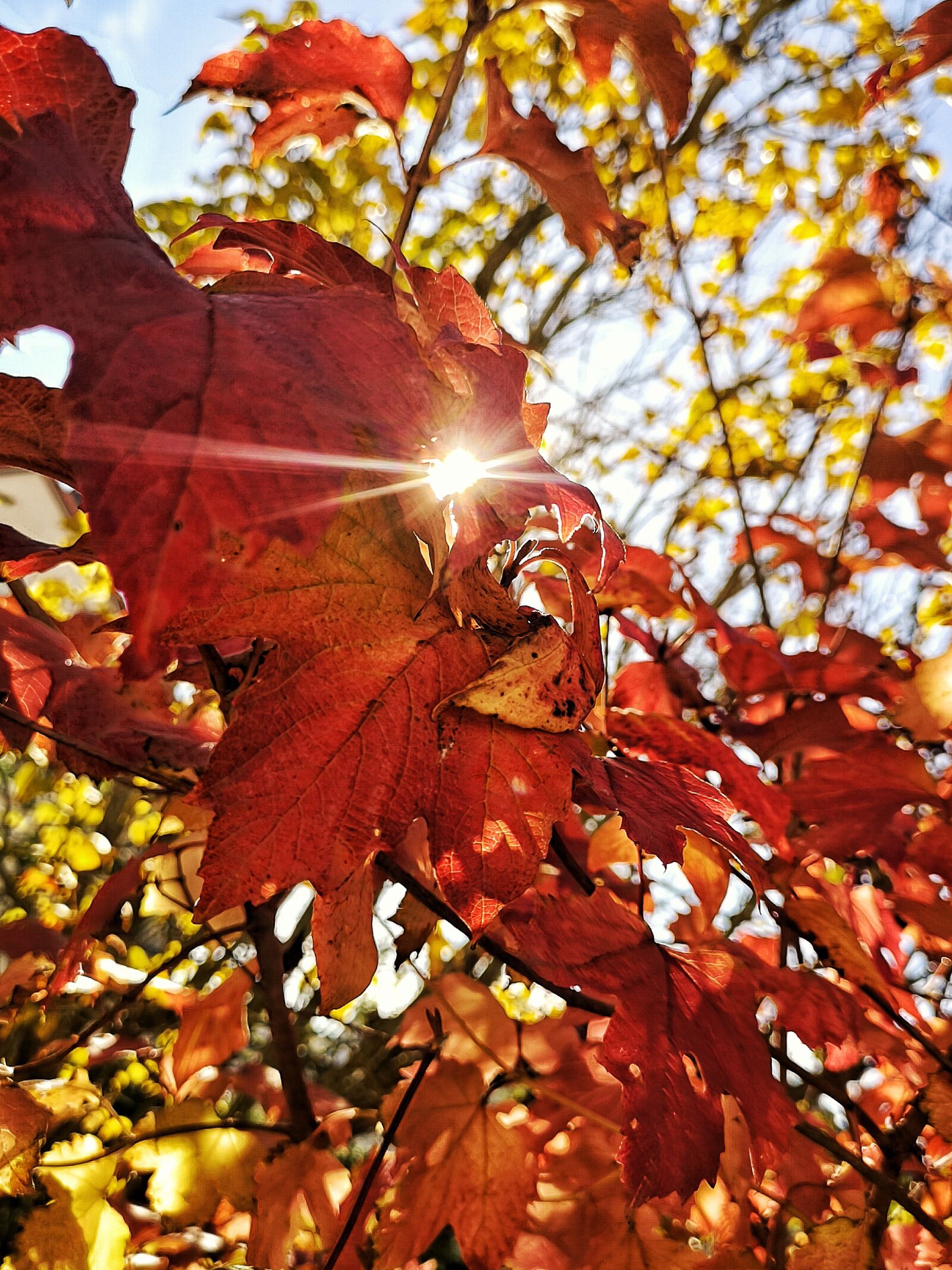 HUAWEI CLT-L29 sample photo. Autumn, leaves, colorful photography