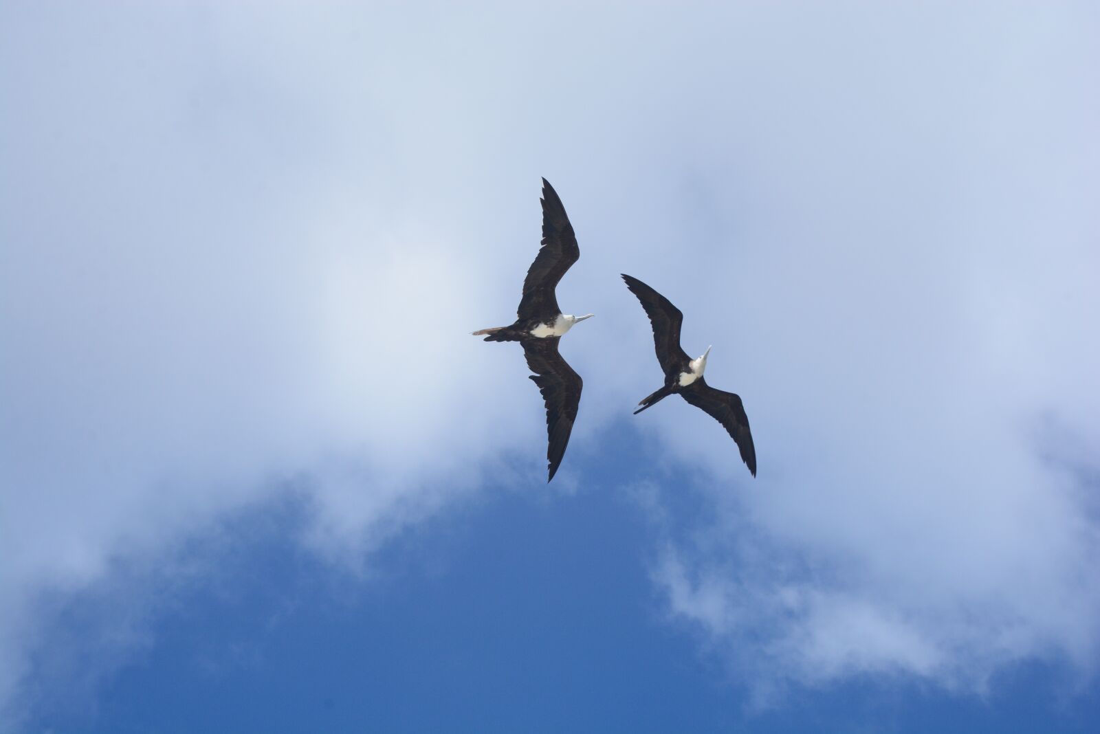 Nikon D7100 sample photo. Sky, birds, flying photography