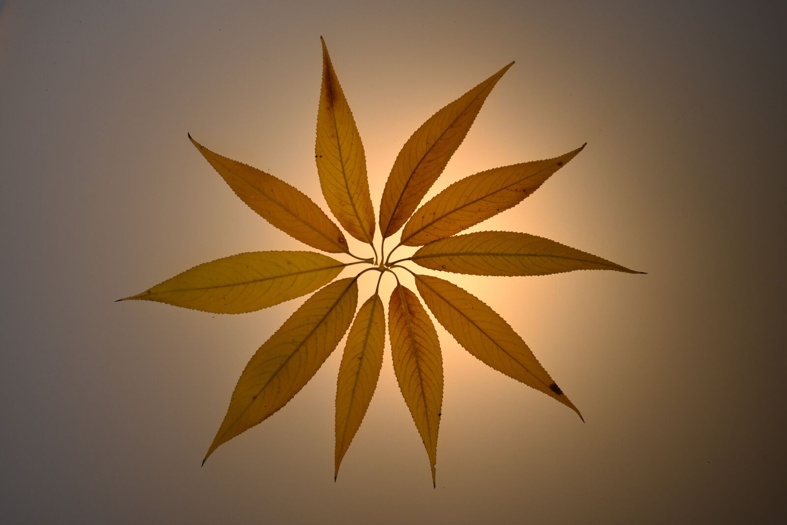 Nikon D3400 sample photo. Leaves, yellow, autumn photography