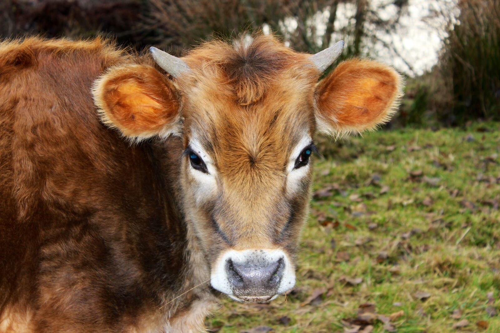 Canon EOS 600D (Rebel EOS T3i / EOS Kiss X5) sample photo. Cow, bull, animal photography