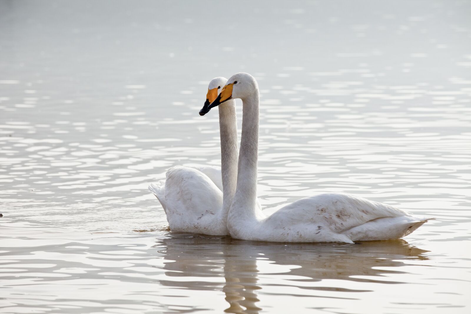 Canon EOS 5D Mark II sample photo. Swan, animal, natural photography