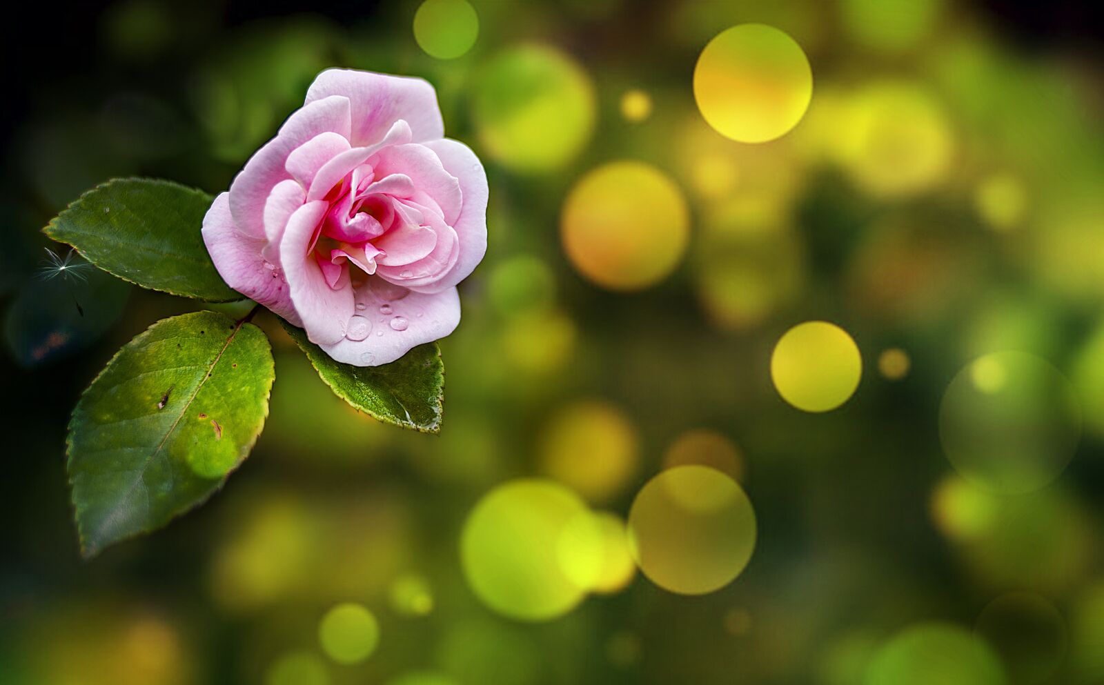 Nikon D600 sample photo. Flower, nature, flowers photography