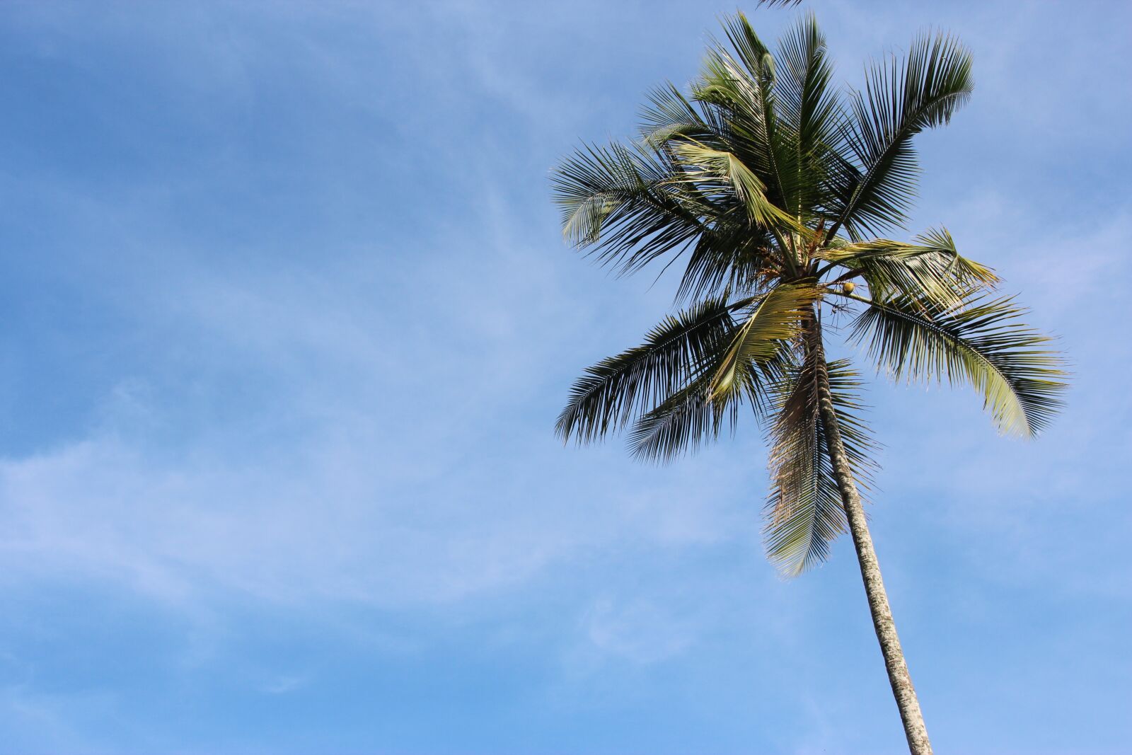 Canon EOS 600D (Rebel EOS T3i / EOS Kiss X5) sample photo. Palm, sky, sea photography
