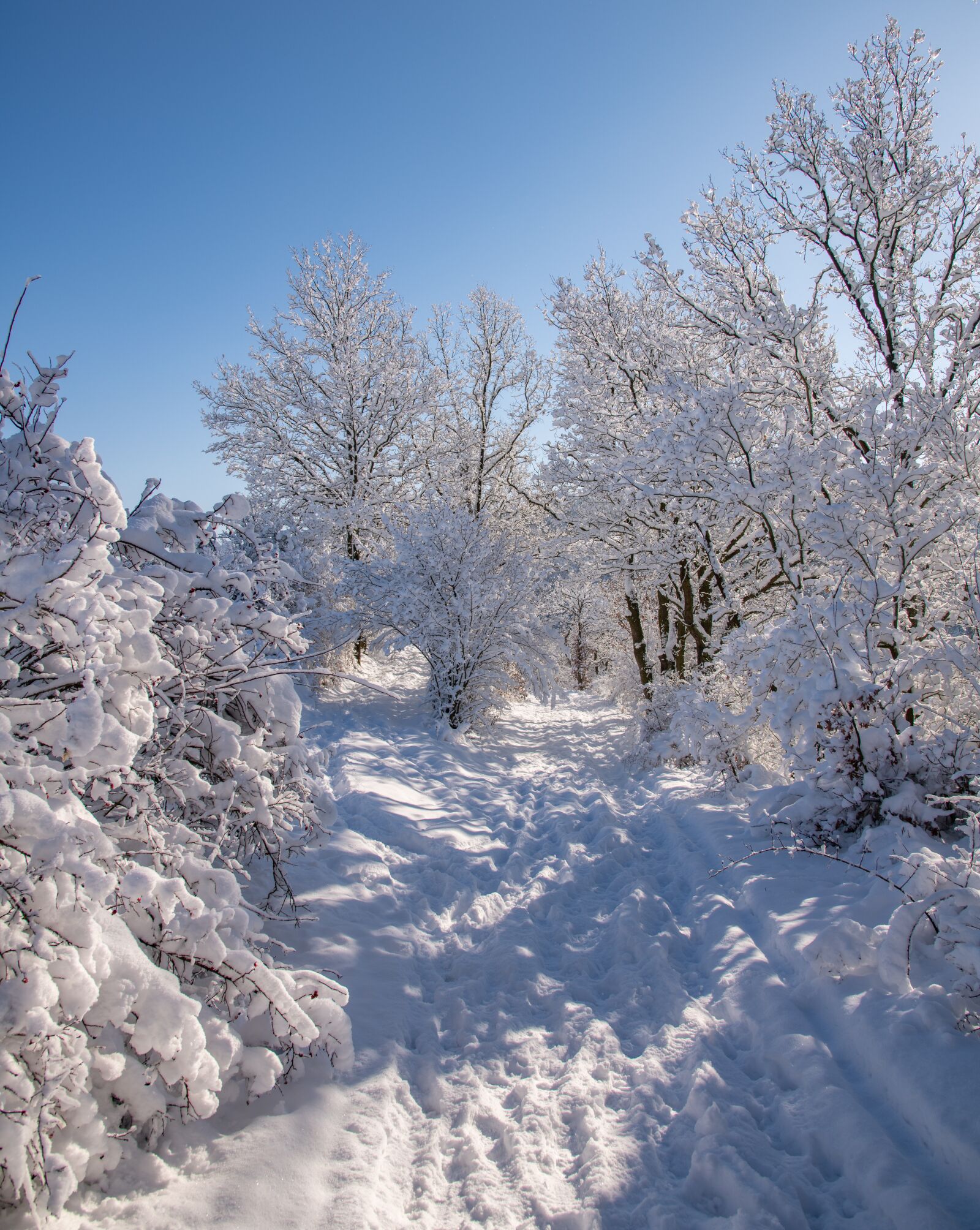 Nikon D850 sample photo. Landscape, nature, winter photography