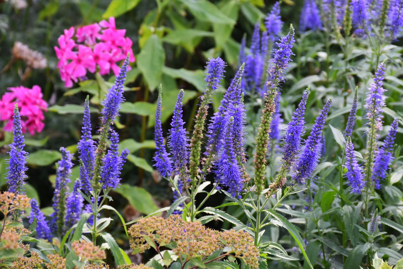Nikon D7200 sample photo. Langbl ttriger garden speedwell photography