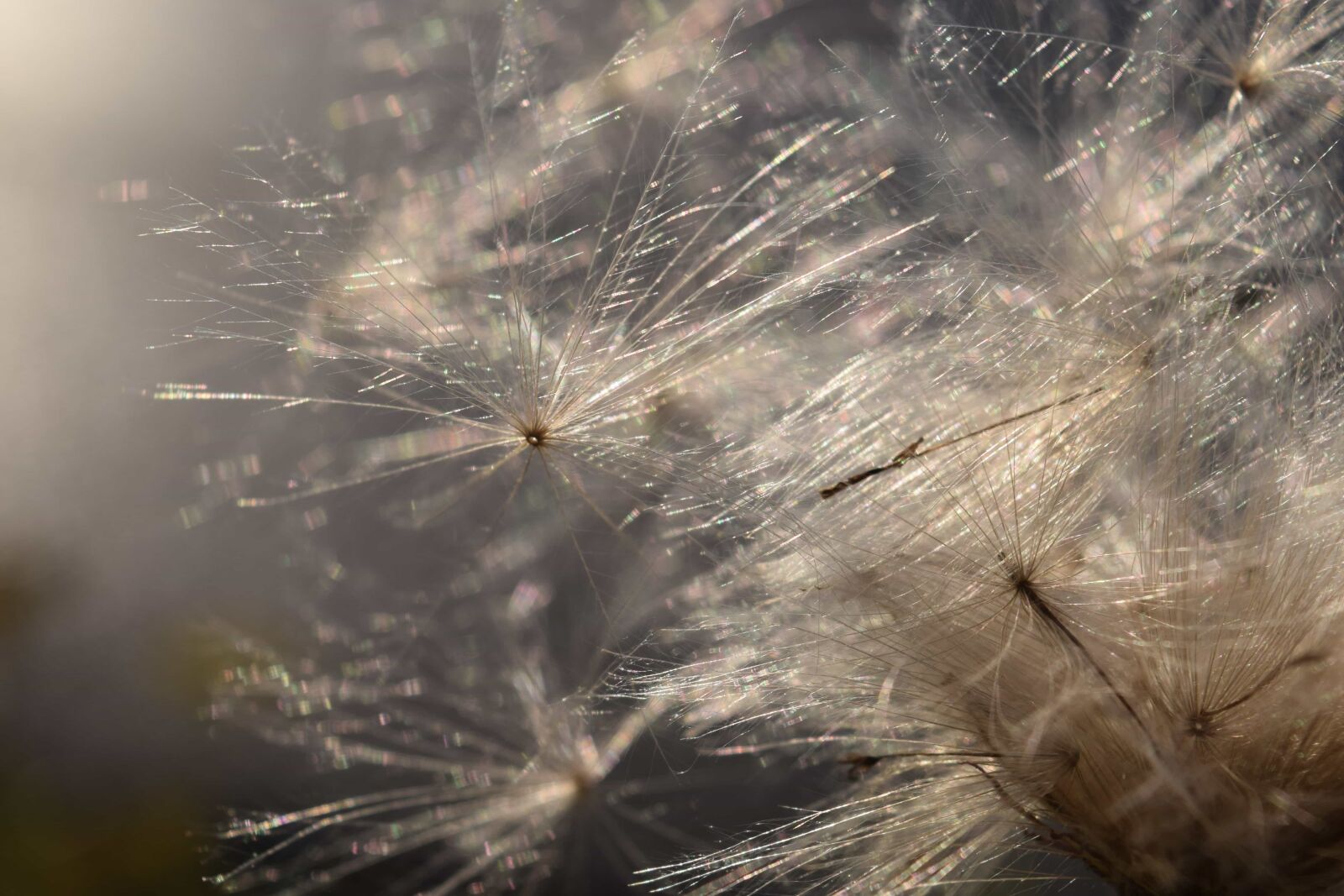 Nikon D3300 sample photo. Flora, dandelion, seed, plant photography