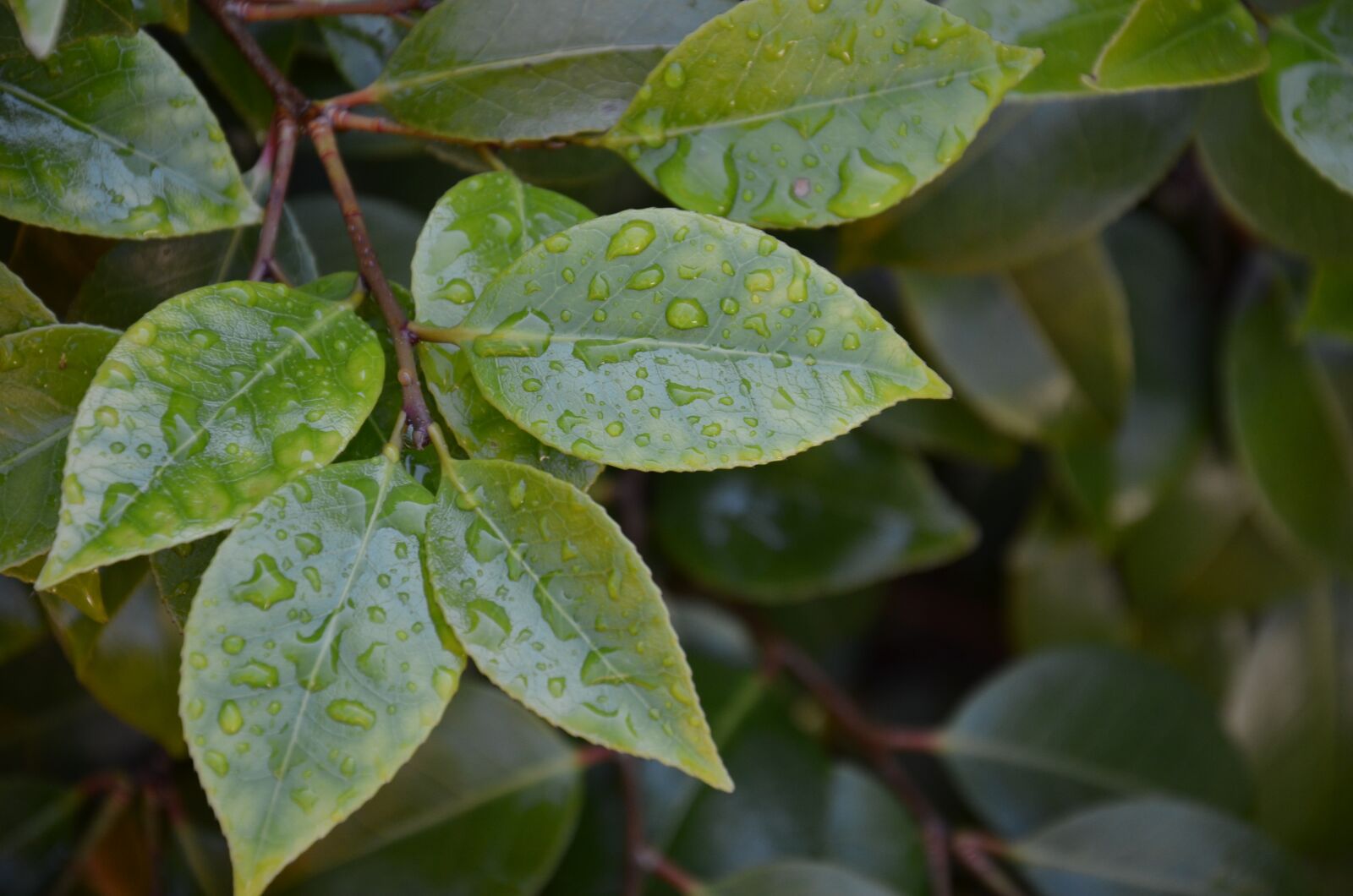 Nikon D5100 sample photo. Wet leaves, nature, raindrop photography